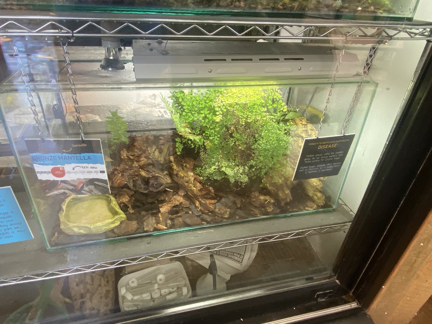 Tropical Hall - Bronze mantella exhibit 230922