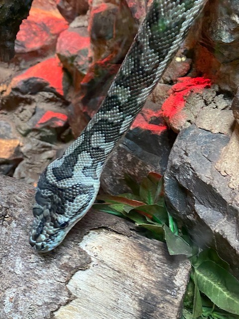 Tropical Hall - Carpet python 051122