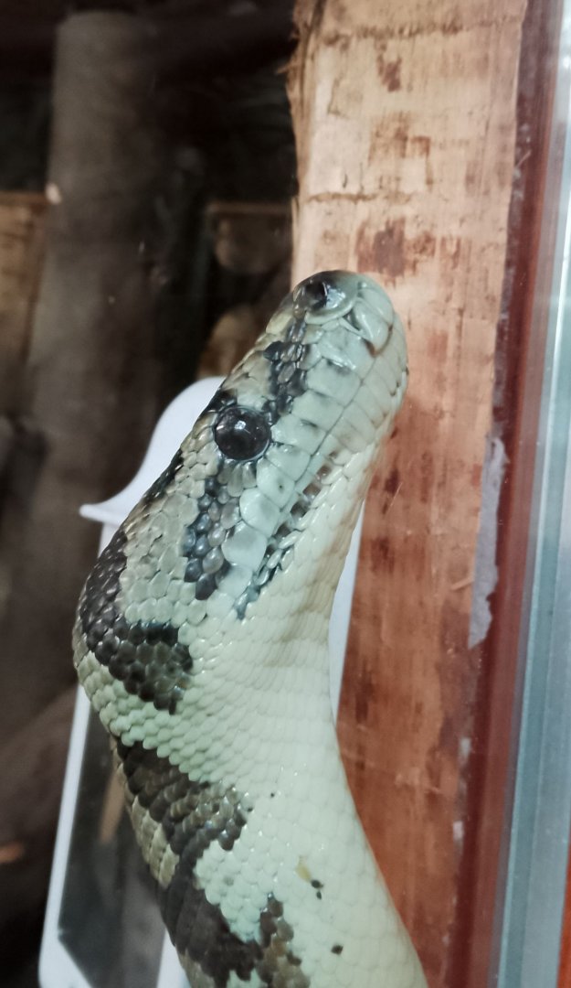 Tropical Hall- Carpet Python 200225