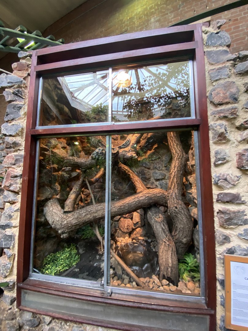 Tropical Hall - Carpet python exhibit 210621