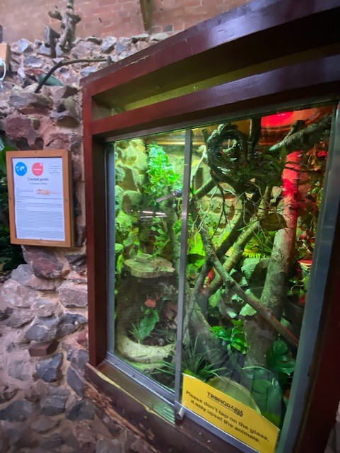 Tropical Hall - Crested gecko exhibit 051122