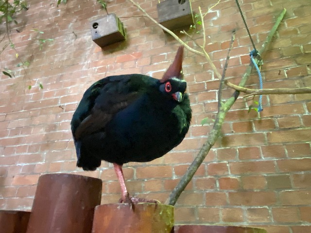 Tropical Hall - Crested partridge 051122