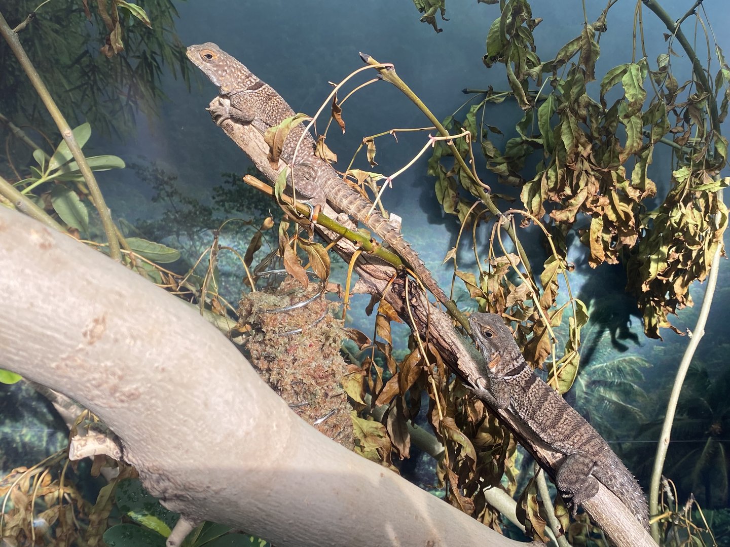 Tropical Hall - Cuvier's Madagascar swift 230922