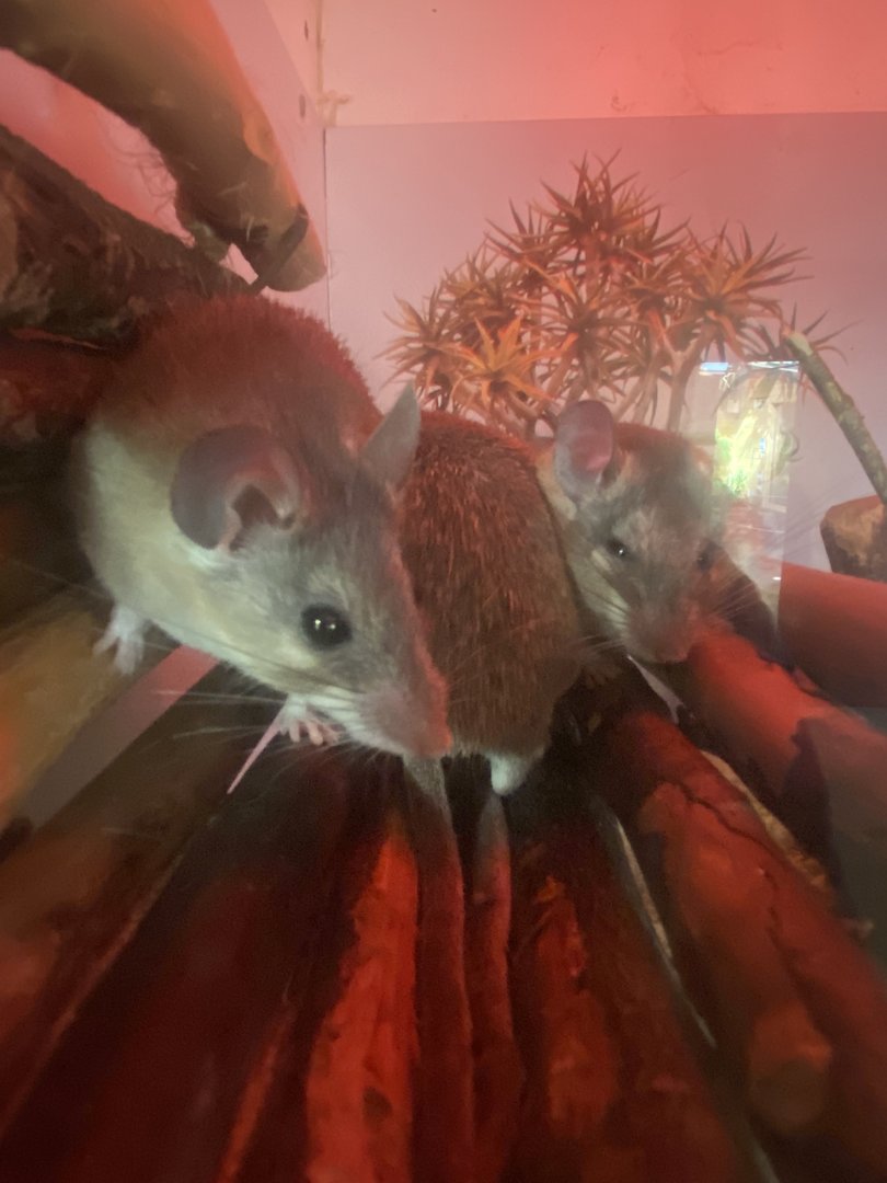 Tropical Hall - Egyptian spiny mice 230922