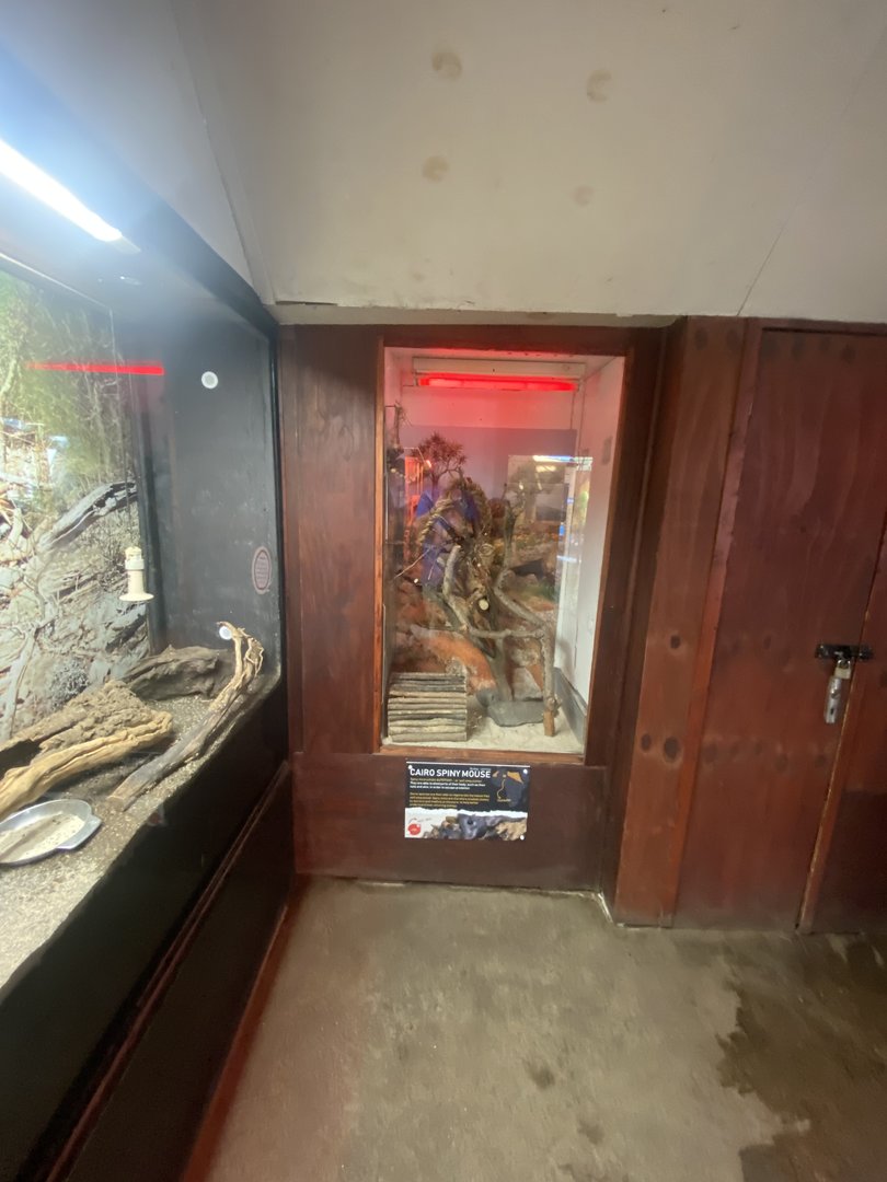 Tropical Hall - Egyptian spiny mouse exhibit 230922