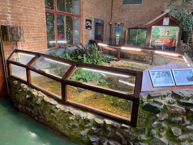 Tropical Hall - Exhibit for Golden skiffia and Tequila splitfin 051122