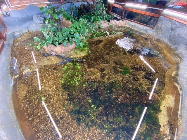 Tropical Hall - Exhibit for Golden skiffia and Tequila splitfin 051122