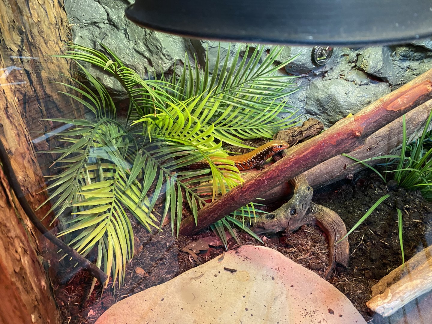 Tropical Hall - Fernand's skink 210621