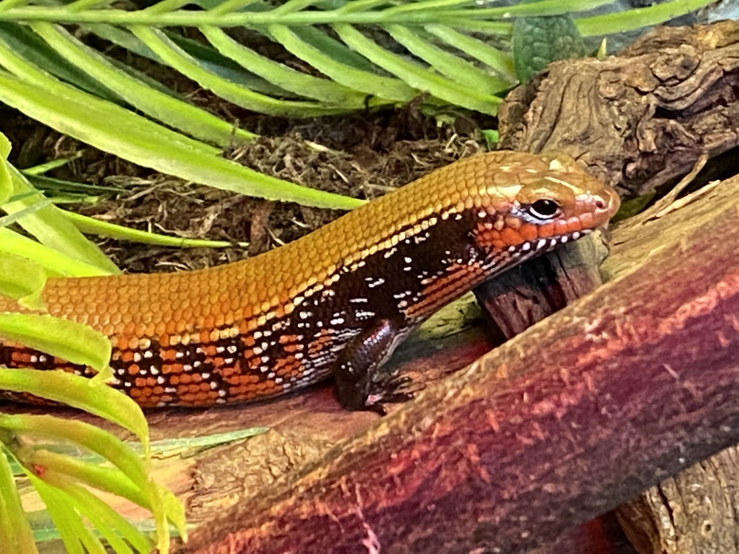 Tropical Hall - Fernand's skink 210621