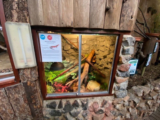 Tropical Hall - Fernand's skink exhibit 051122