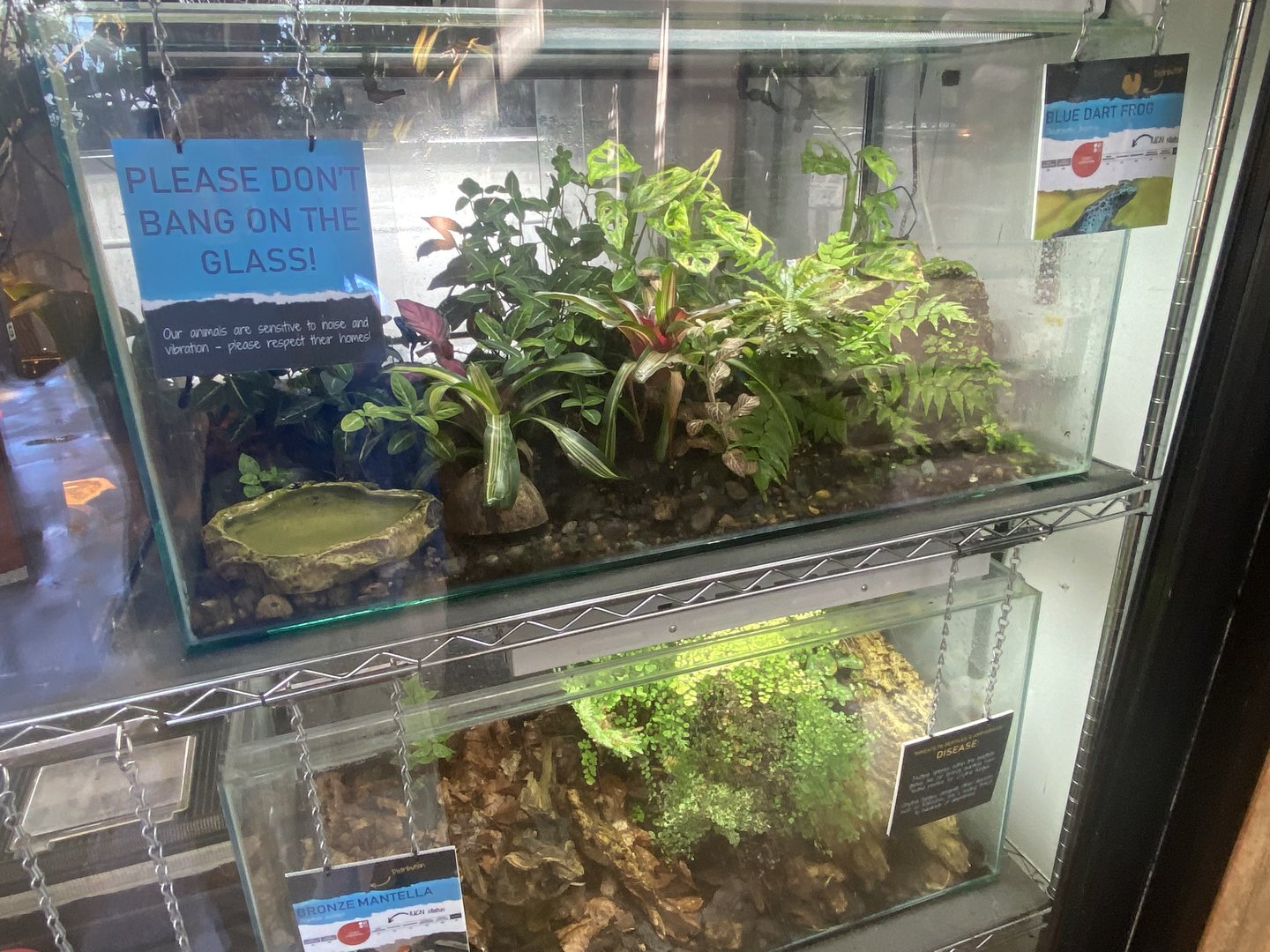 Tropical Hall - Frog exhibits 230922