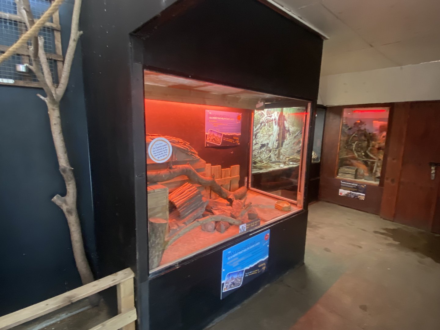 Tropical Hall - Giant pouched rat exhibit 230922