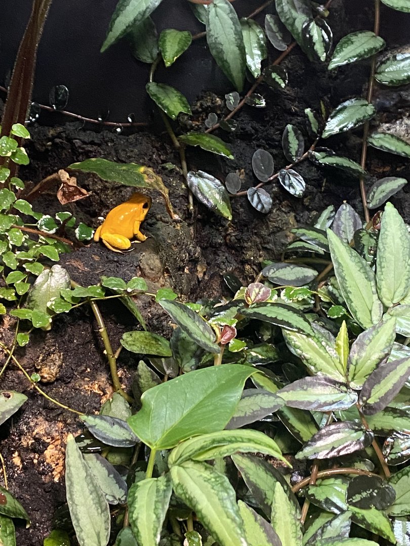 Tropical Hall - Golden poison frog 230922