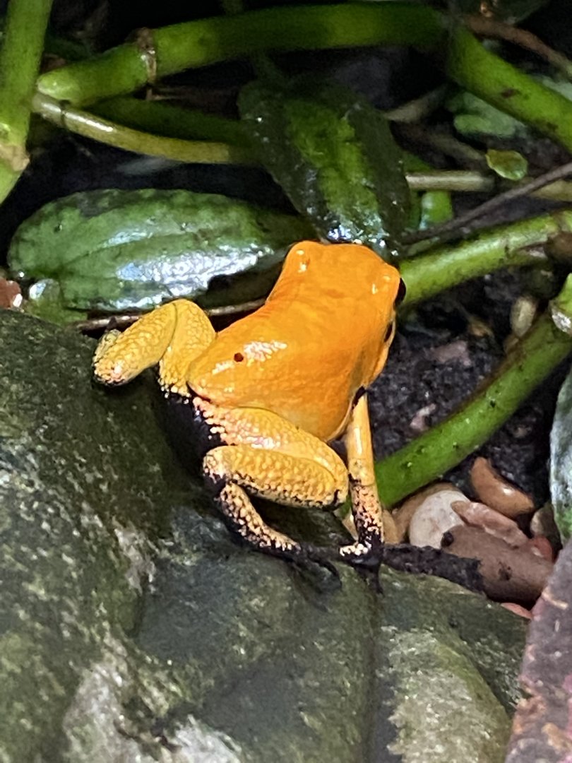 Tropical Hall - Golden poison frog 230922