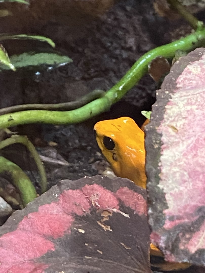 Tropical Hall - Golden poison frog 230922