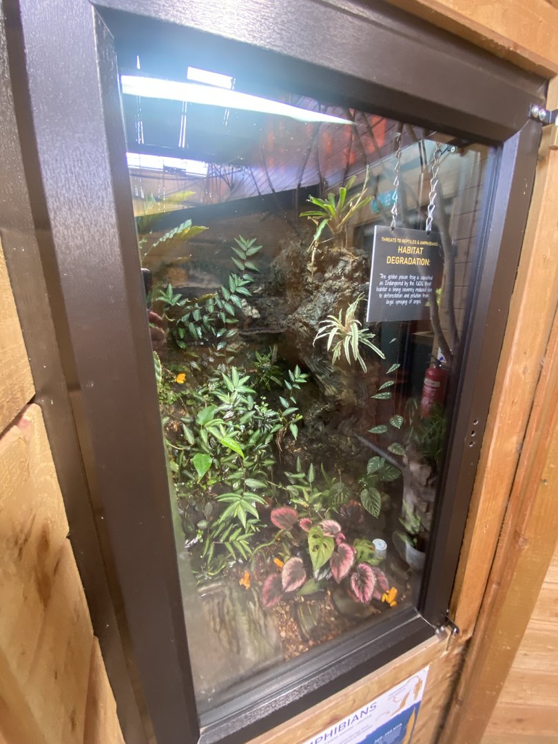 Tropical Hall - Golden poison frog exhibit 230922