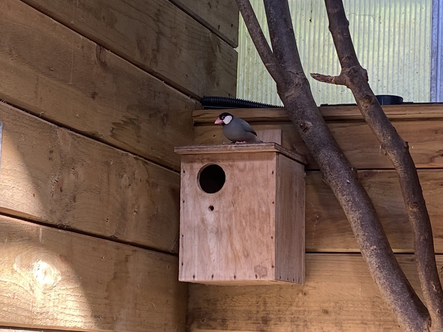 Tropical Hall - Java sparrow 230922