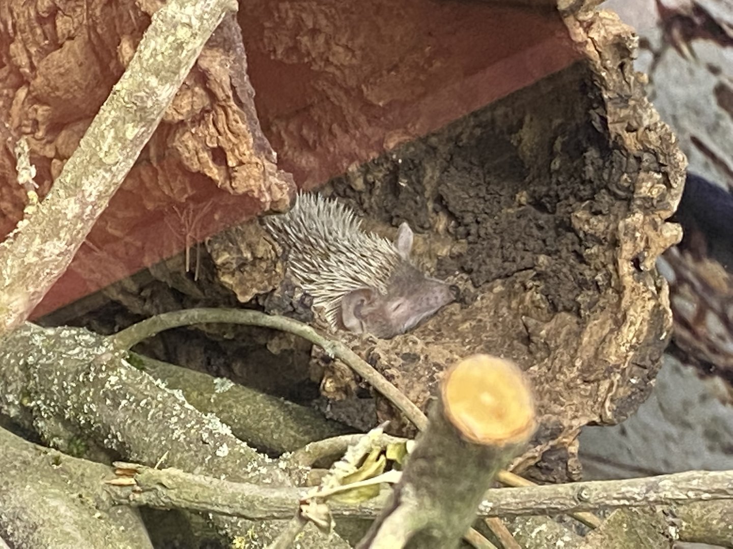 Tropical Hall - Lesser hedgehog tenrec 230922