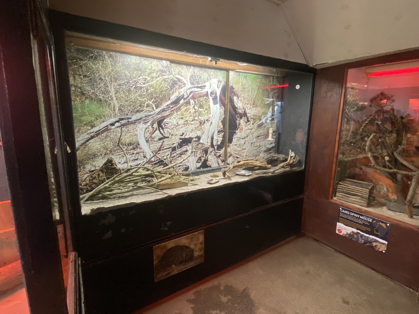 Tropical Hall - Lesser hedgehog tenrec exhibit 230922