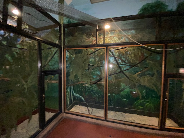 Tropical Hall - Northern treeshrew exhibit 051122