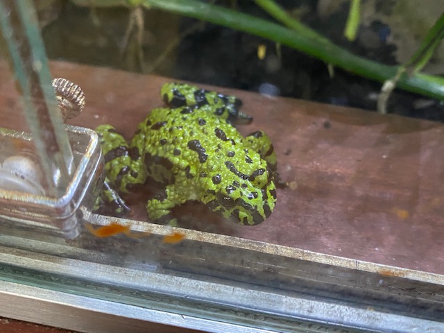 Tropical Hall - Oriental fire-bellied toad 051122
