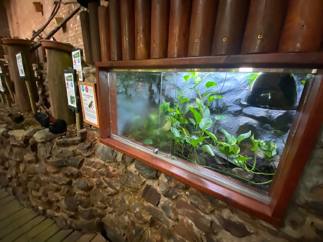 Tropical Hall - Oriental fire-bellied toad exhibit 051122