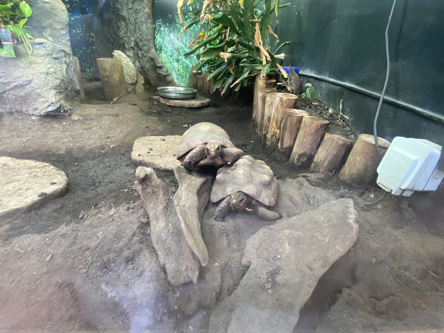 Tropical Hall - Red-footed tortoises 230922