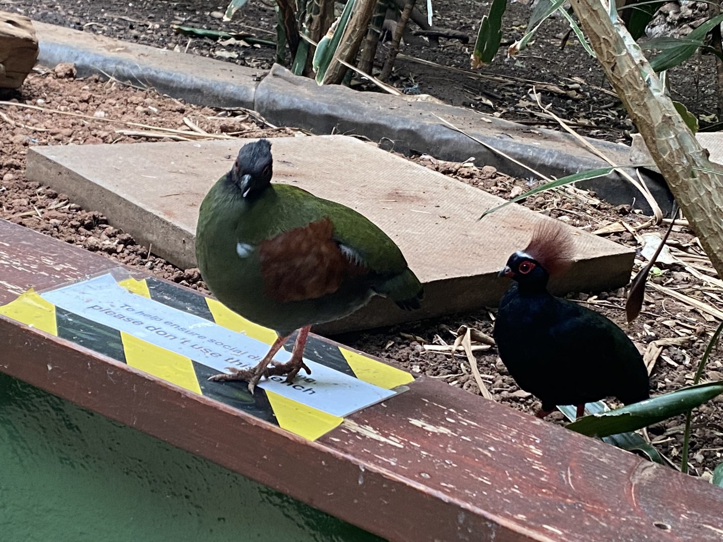 Tropical Hall - Roul-rouls 210621