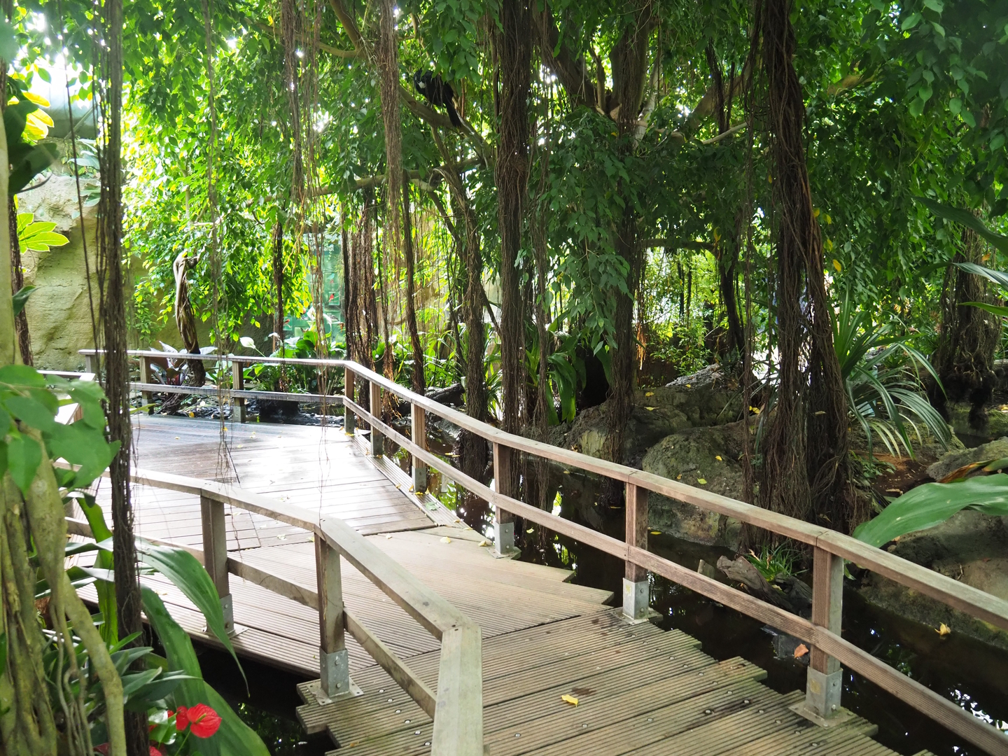 Tropical hall - Second walk-through section - Pantanal/South American section, 2022-08-28