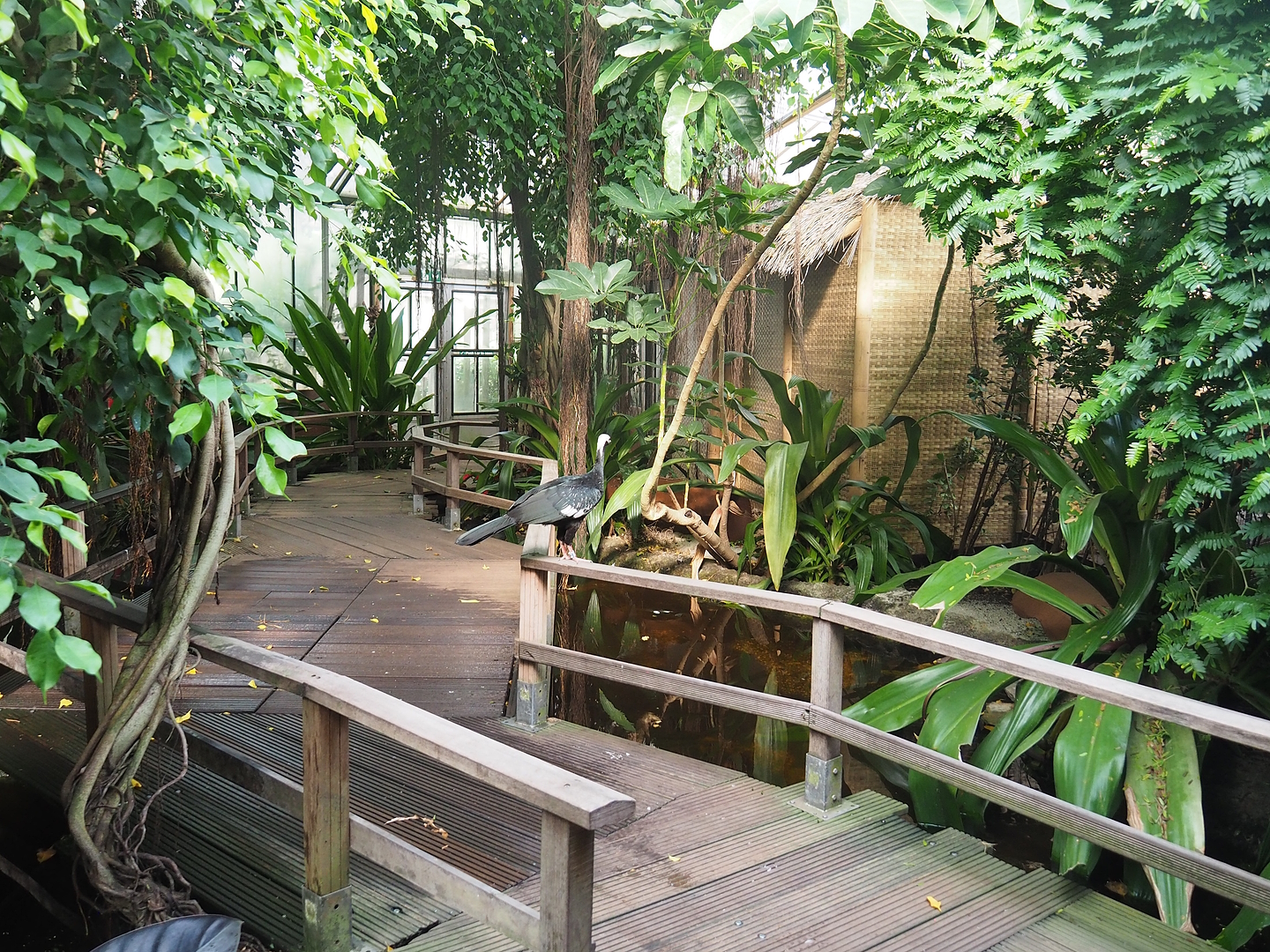 Tropical hall - Second walk-through section - Pantanal/South American section, 2022-08-28