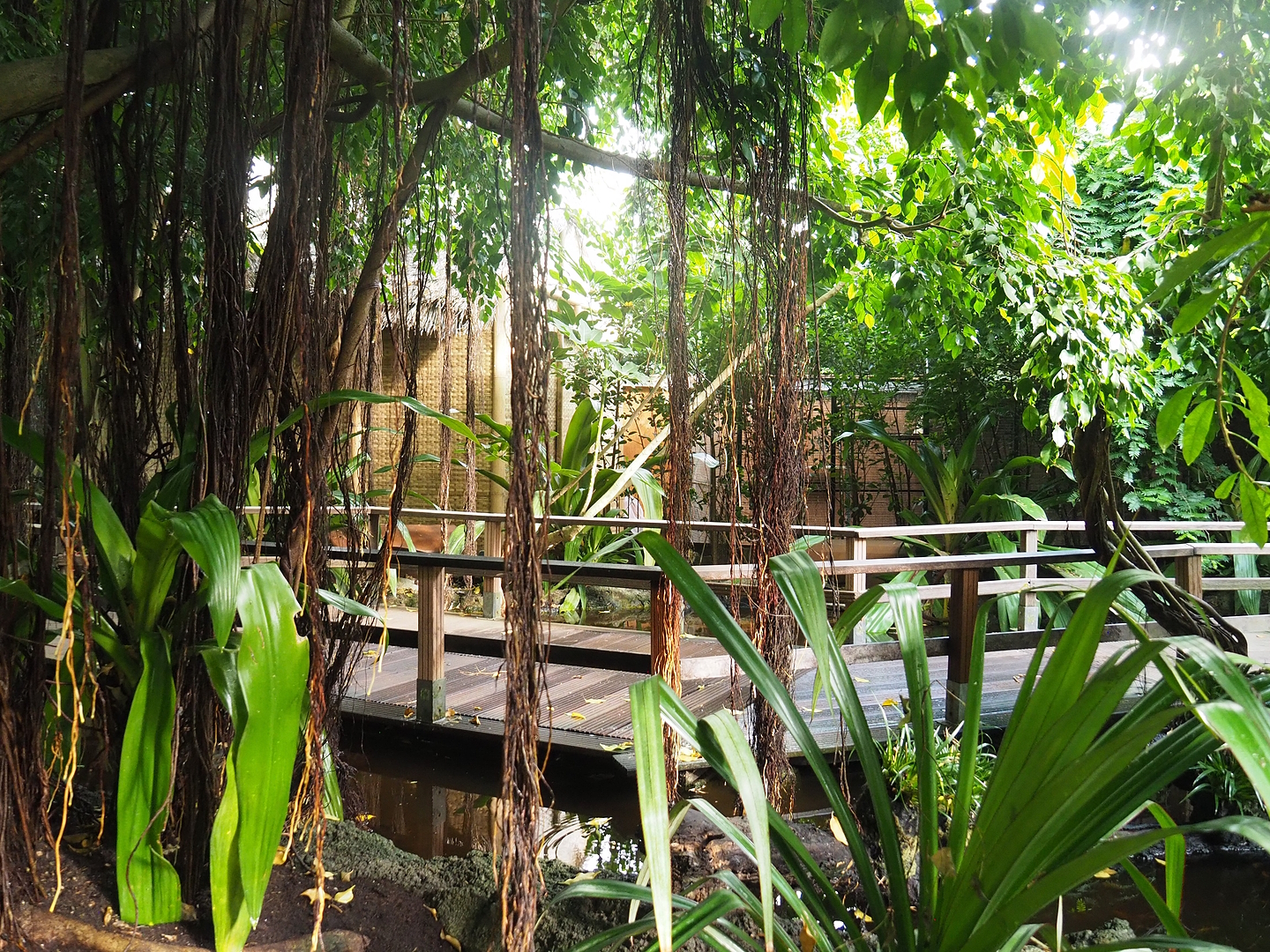 Tropical hall - Second walk-through section - Pantanal/South American section, 2022-08-28