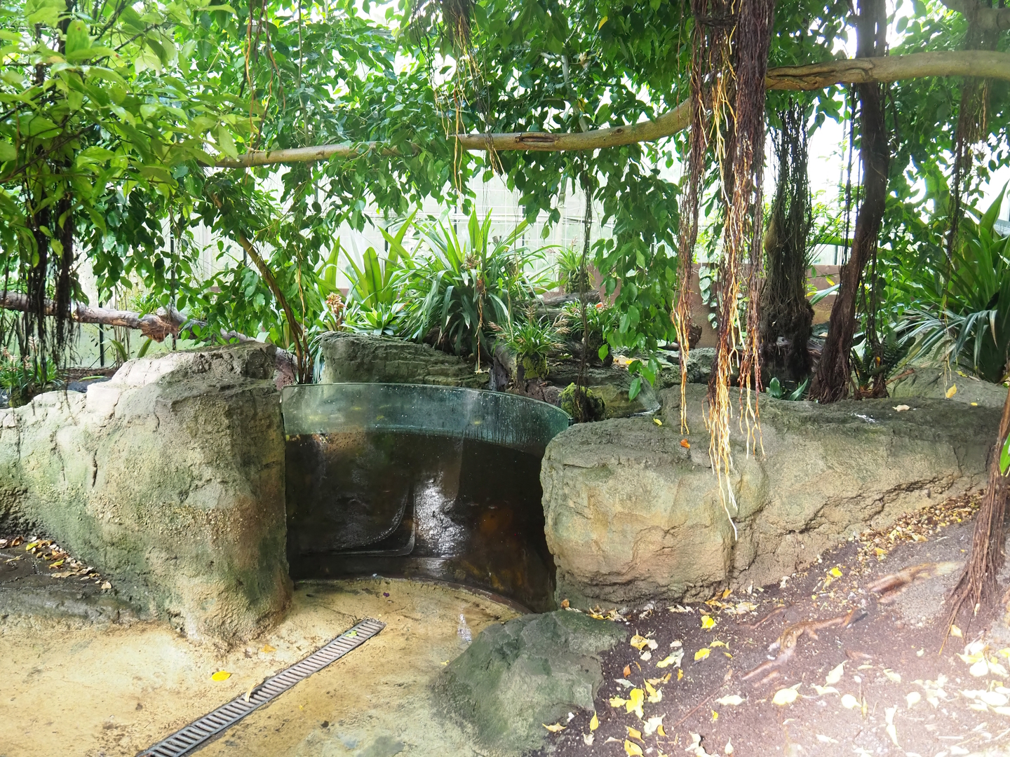 Tropical hall - Second walk-through section - Pantanal/South American section, pond, 2022-08-28