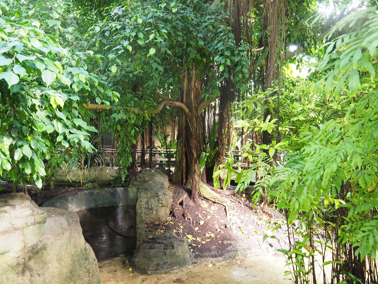 Tropical hall - Second walk-through section - Pantanal/South American section, pond, 2022-08-28