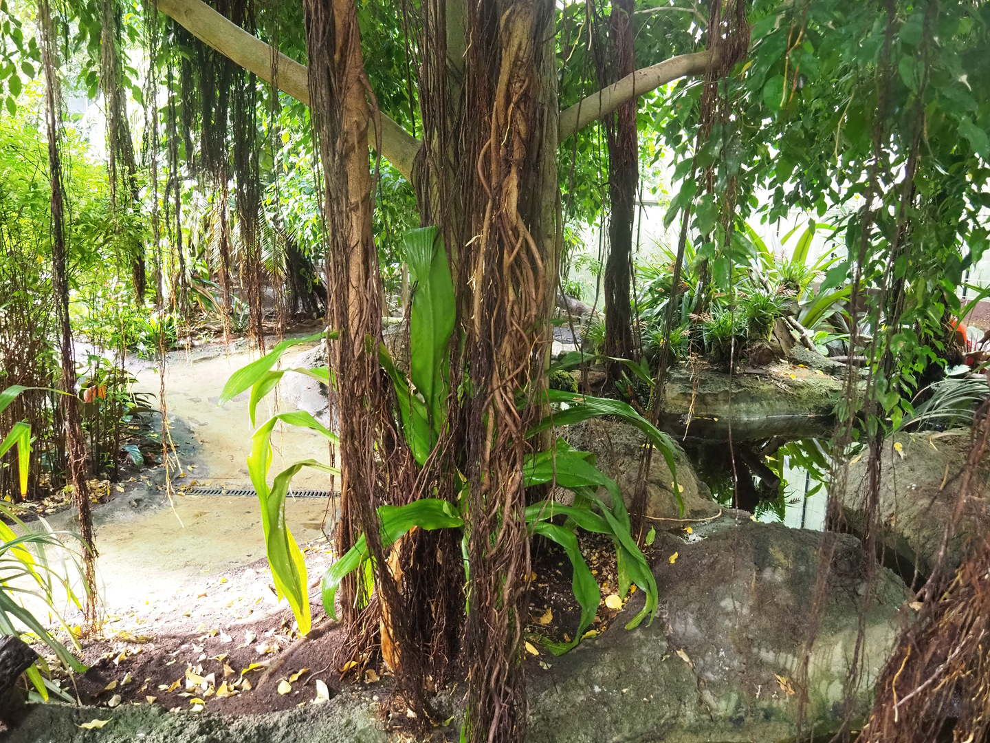 Tropical hall - Second walk-through section - Pantanal/South American section, walkway and pond, 2022-08-28