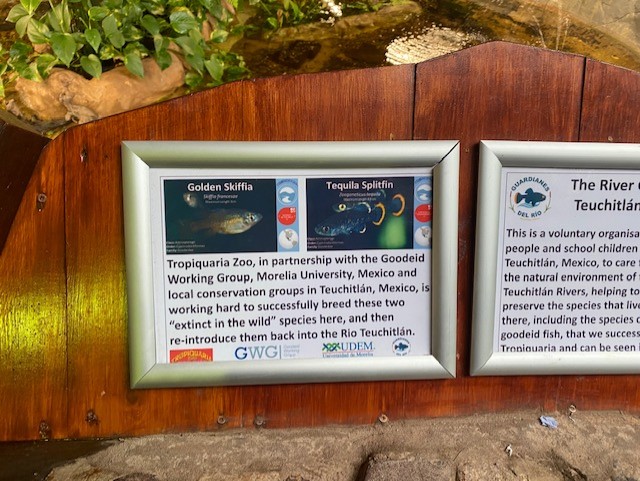 Tropical Hall - Signage for Golden skiffia and Tequila splitfin 051122