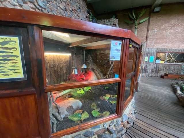 Tropical Hall - Spectacled caiman exhibit 051122