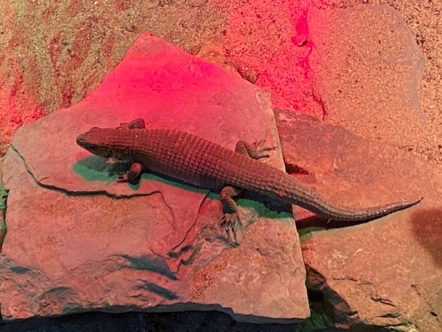 Tropical Hall - Sudan plated lizard 051122