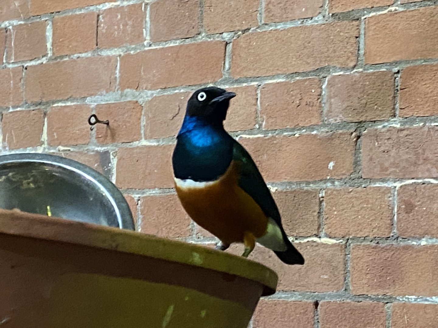 Tropical Hall - Superb starling 051122