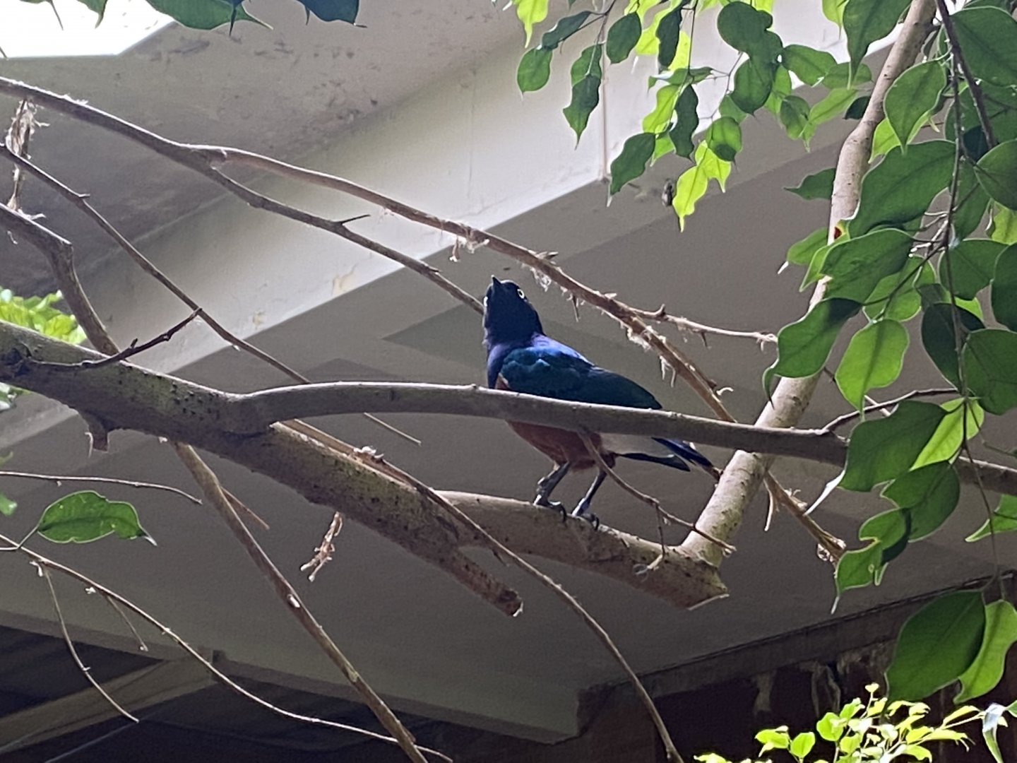 Tropical Hall - Superb starling 210621