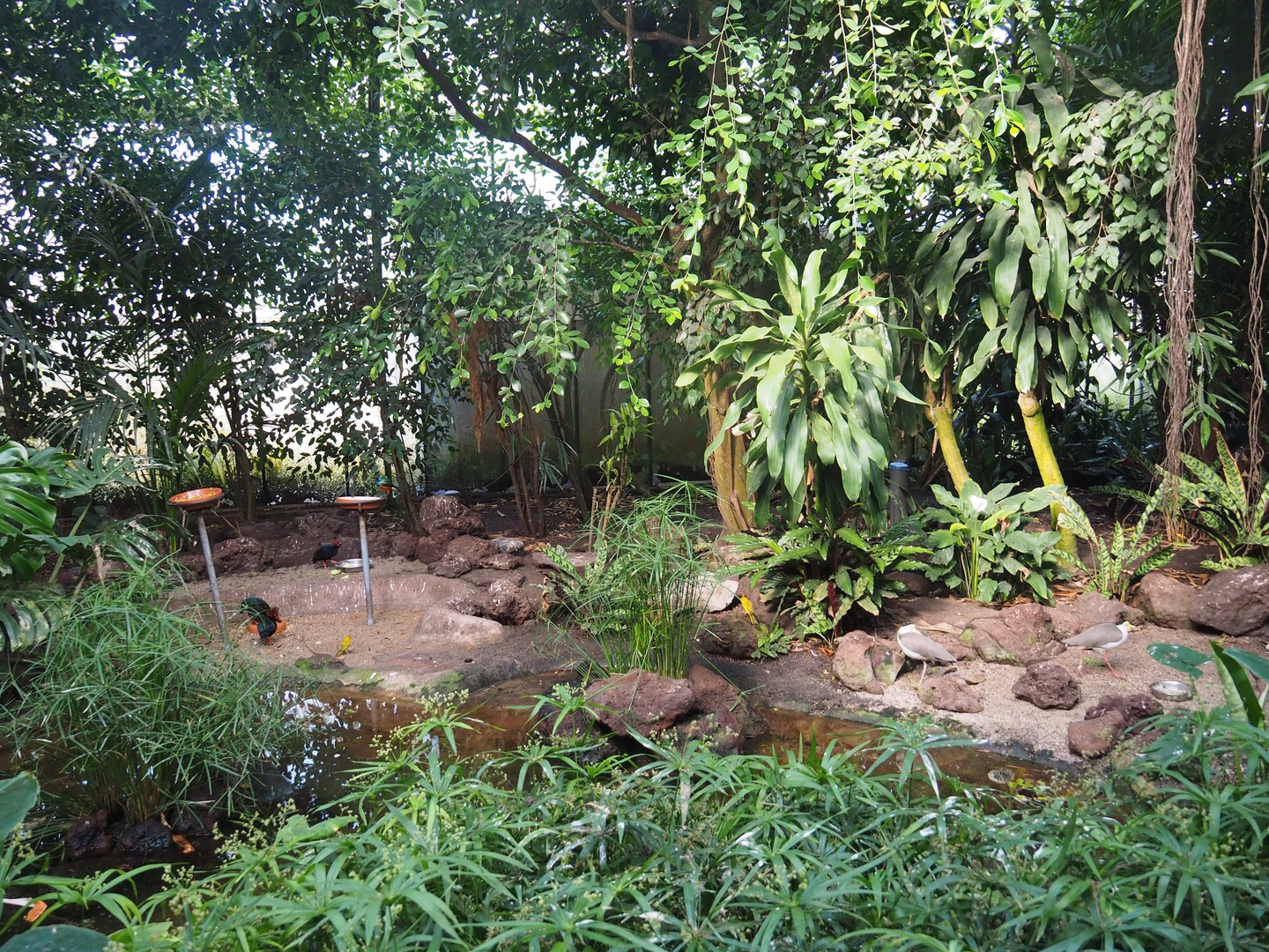 Tropical hall - Third walk-through section - Mixed tropical section, 2022-08-28