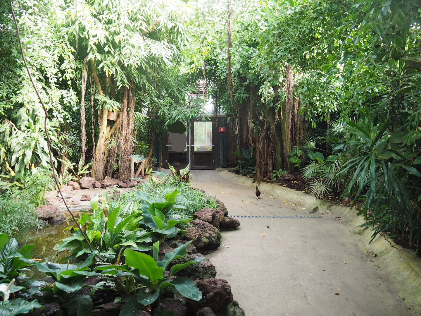 Tropical hall - Third walk-through section - Mixed tropical section, 2022-08-28