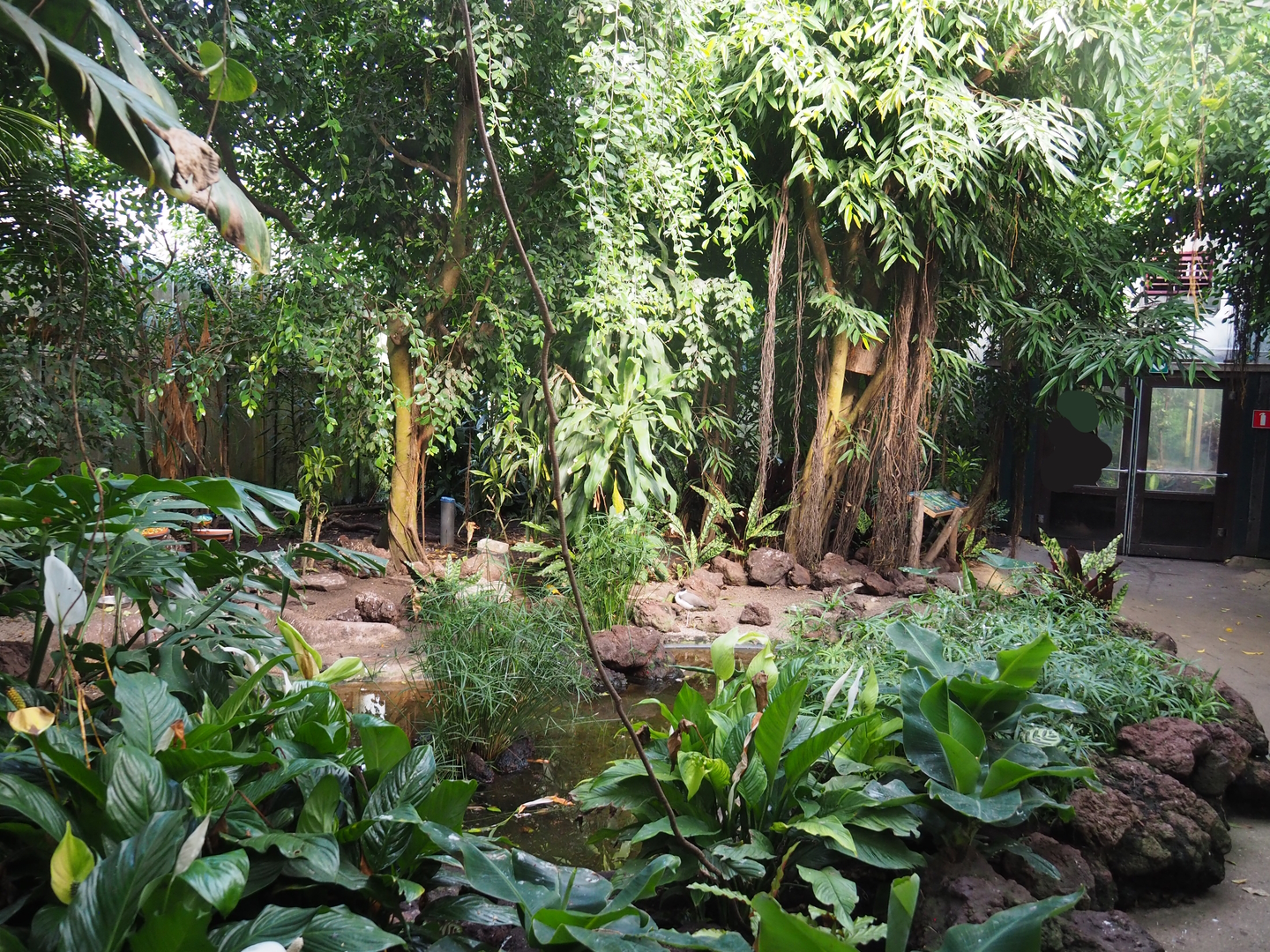 Tropical hall - Third walk-through section - Mixed tropical section, 2022-08-28