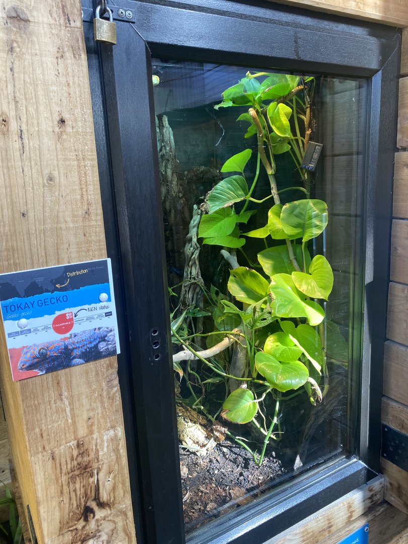Tropical Hall - Tokay gecko exhibit 230922