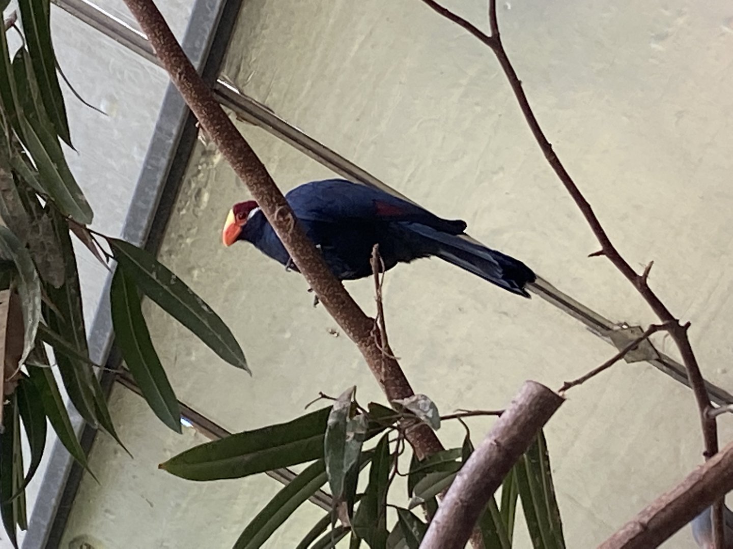 Tropical Hall - Violet turaco 230922