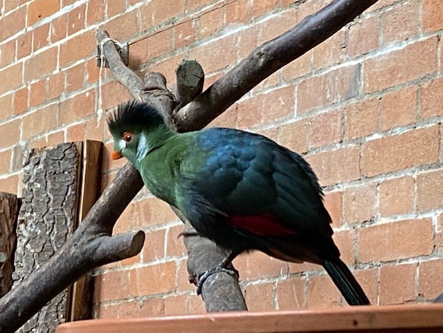 Tropical Hall - White-cheeked turaco 051122