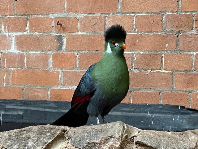 Tropical Hall - White-cheeked turaco 051122