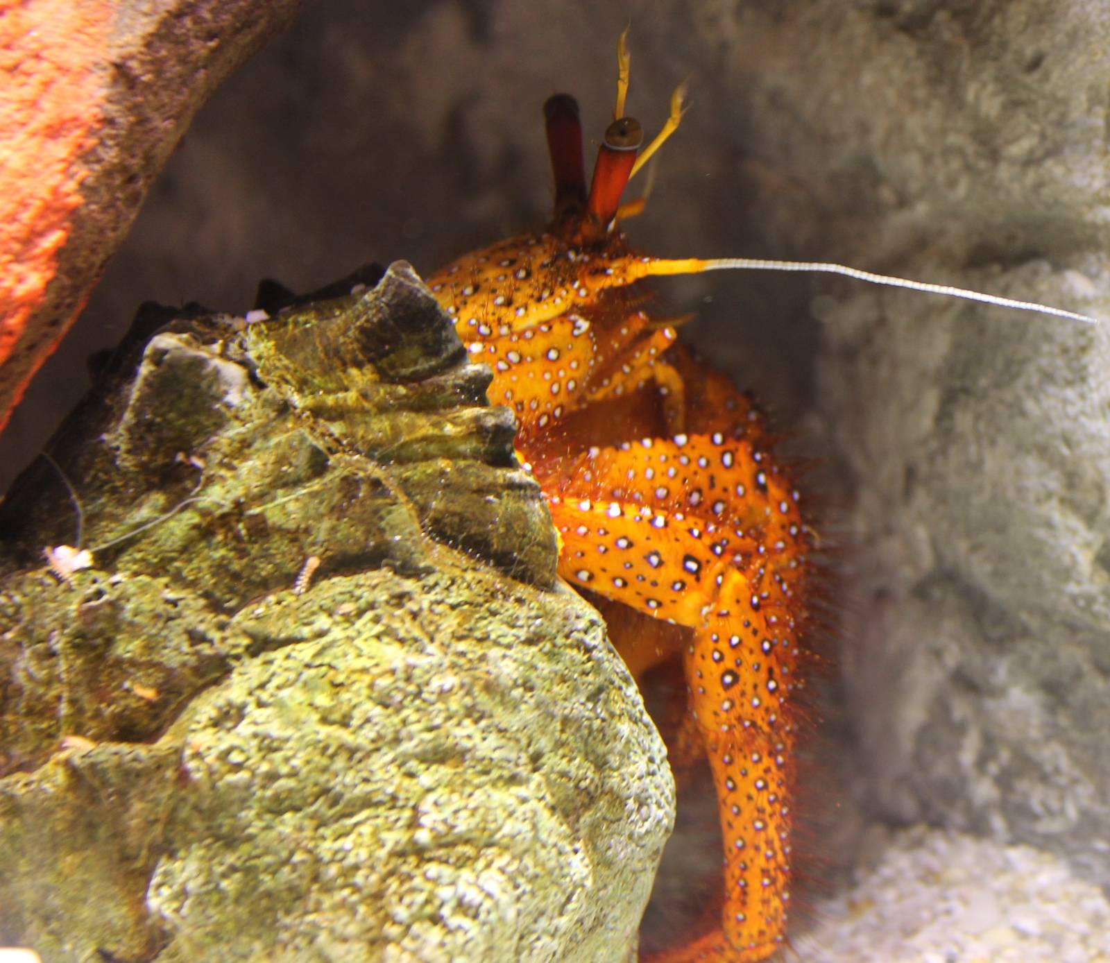 Tropical hermite crab