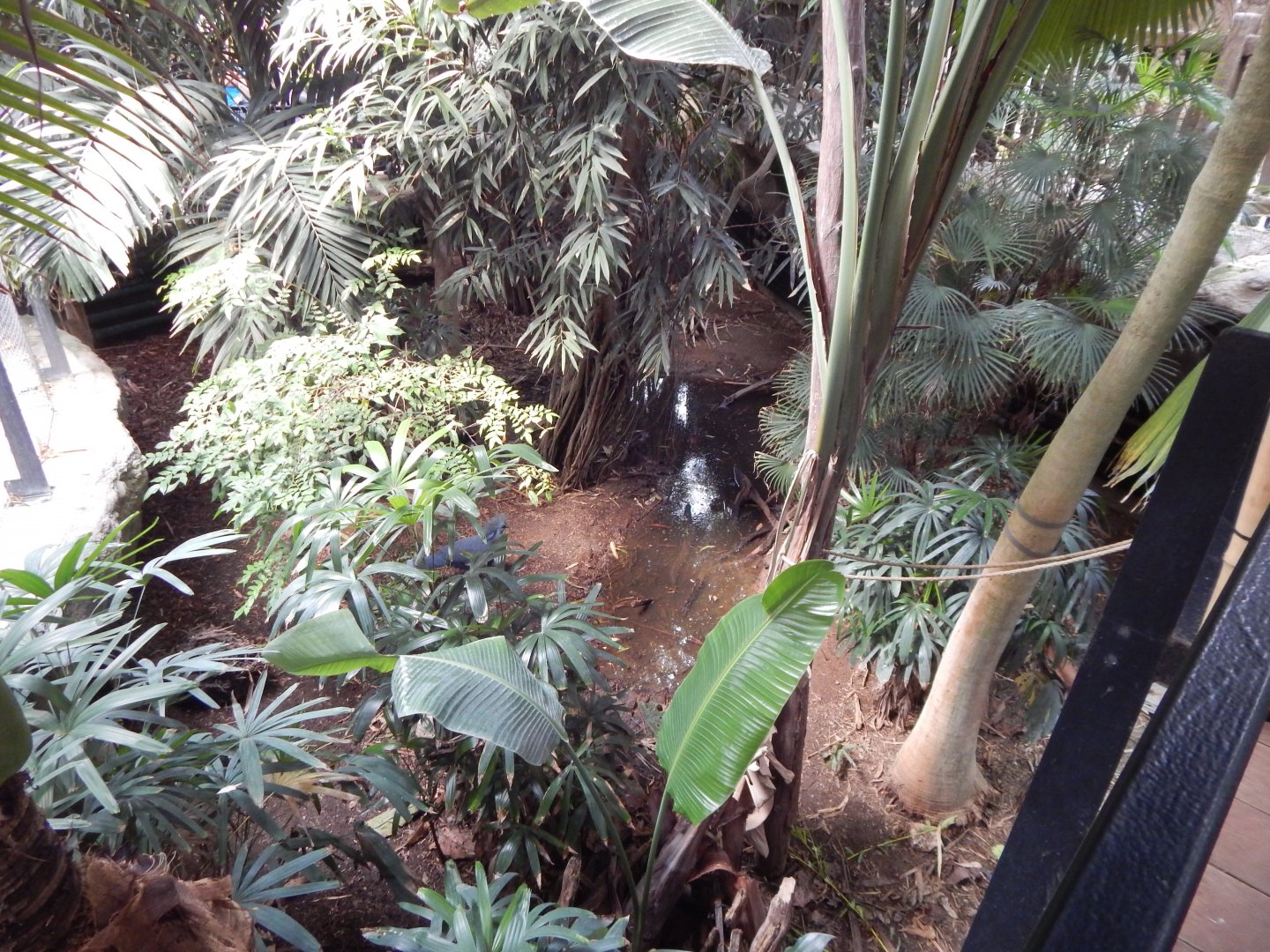 Tropical House 040822