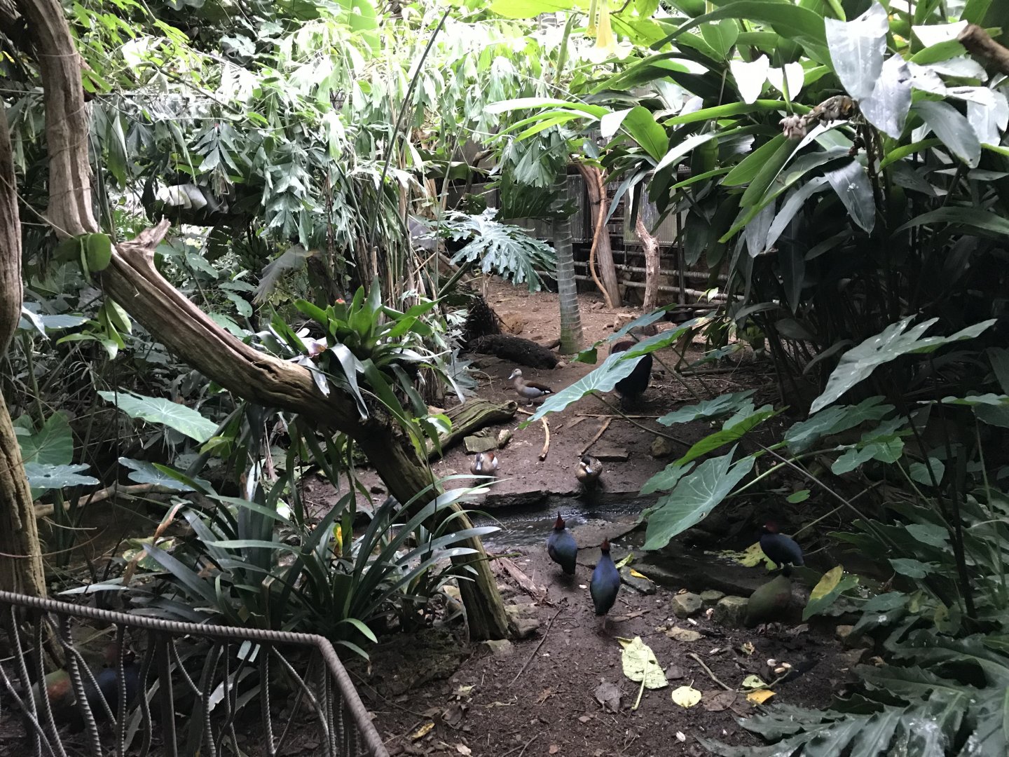 Tropical House 071019