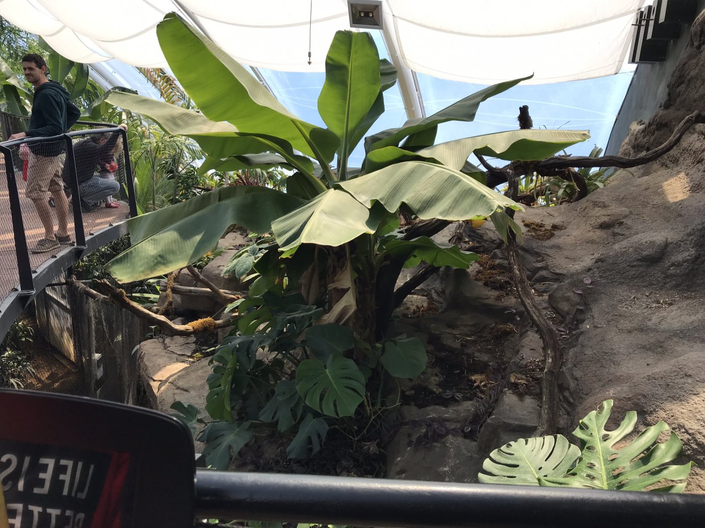 Tropical House 110519